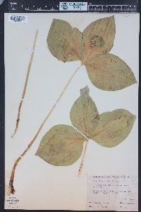 Trillium ovatum image