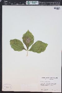 Trillium ovatum image