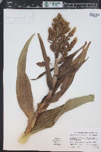 Veratrum californicum image