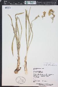 Anticlea elegans image