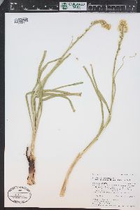 Toxicoscordion venenosum var. gramineum image