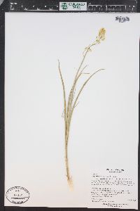 Toxicoscordion venenosum var. gramineum image