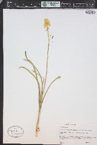 Toxicoscordion venenosum var. gramineum image