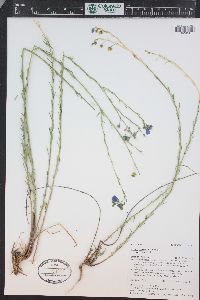 Linum perenne image