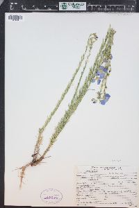 Linum perenne image