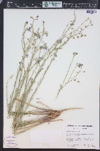 Linum perenne image