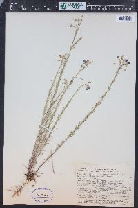 Linum perenne image