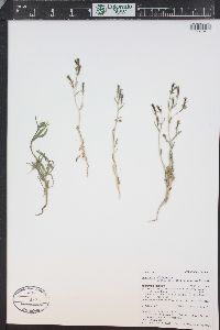 Mentzelia albicaulis image