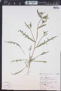 Mentzelia albicaulis image