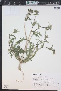 Mentzelia albicaulis image