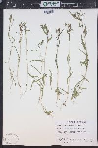 Mentzelia albicaulis image