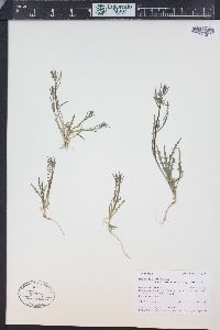 Mentzelia albicaulis image