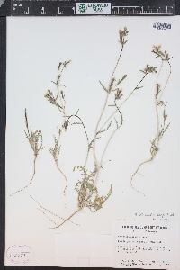 Mentzelia albicaulis image