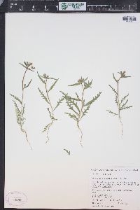 Mentzelia albicaulis image