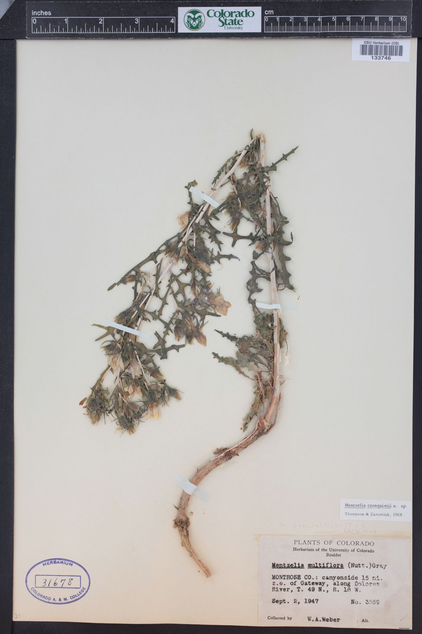 Mentzelia paradoxensis image