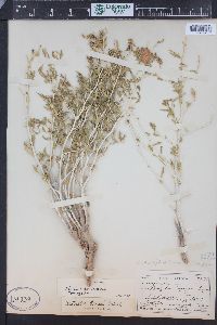 Mentzelia marginata var. cronquistii image