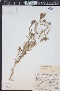 Mentzelia multiflora image