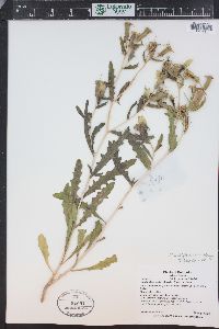 Mentzelia multiflora image