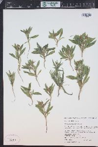 Mentzelia humilis var. humilis image