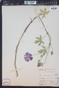 Callirhoe involucrata image