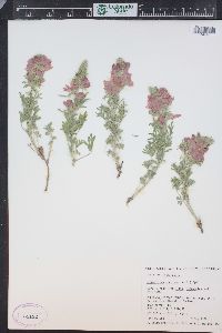 Sphaeralcea coccinea image