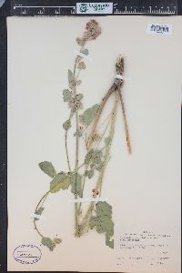 Sphaeralcea parvifolia image