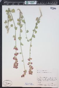 Sphaeralcea parvifolia image