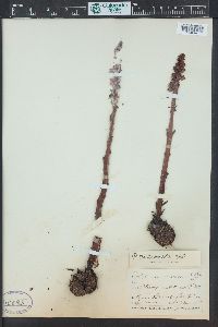 Pterospora andromedea image