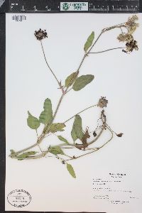 Abronia fragrans image