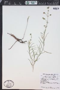 Mirabilis linearis image