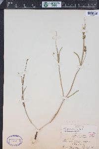 Mirabilis linearis image