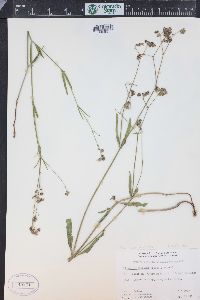 Mirabilis linearis image