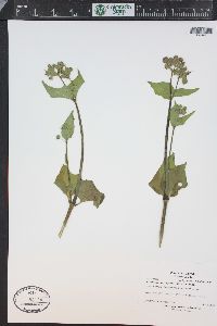 Mirabilis nyctaginea image