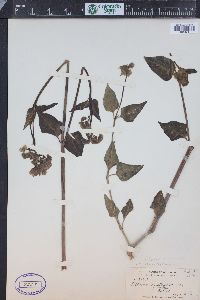 Mirabilis nyctaginea image