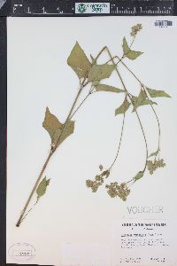 Mirabilis nyctaginea image