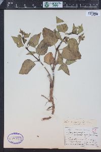 Mirabilis nyctaginea image