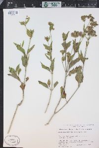 Mirabilis nyctaginea image