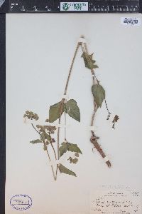 Mirabilis nyctaginea image