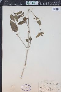 Mirabilis nyctaginea image