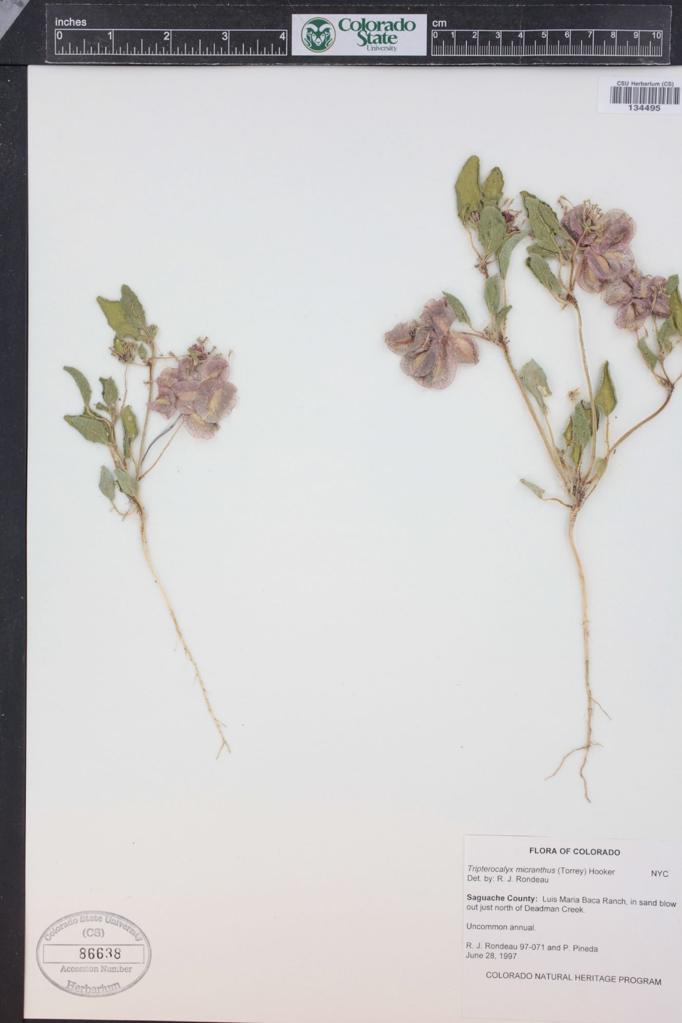 Tripterocalyx micranthus image