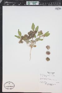 Tripterocalyx micranthus image