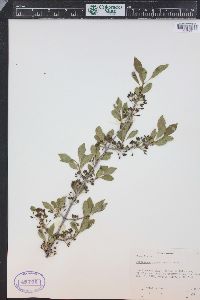 Forestiera pubescens image