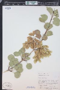 Fraxinus anomala image