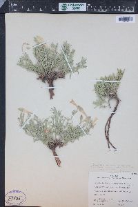 Calylophus lavandulifolius image