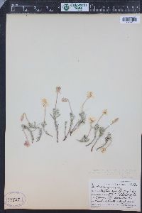 Calylophus lavandulifolius image