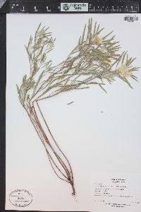 Oenothera serrulata image