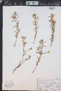 Oenothera serrulata image