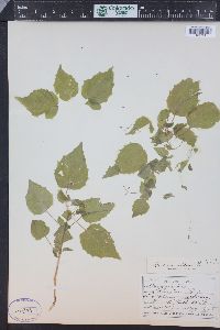 Circaea alpina image