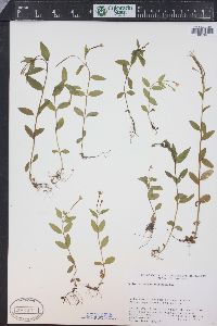 Epilobium anagallidifolium image