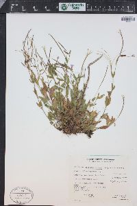 Epilobium anagallidifolium image